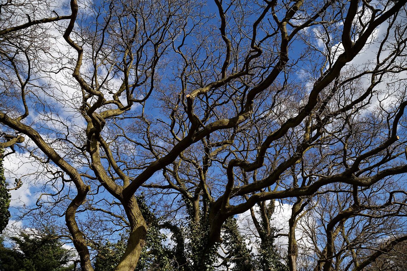 Grand arbre au port étalé dans un parc, ciel dégagé