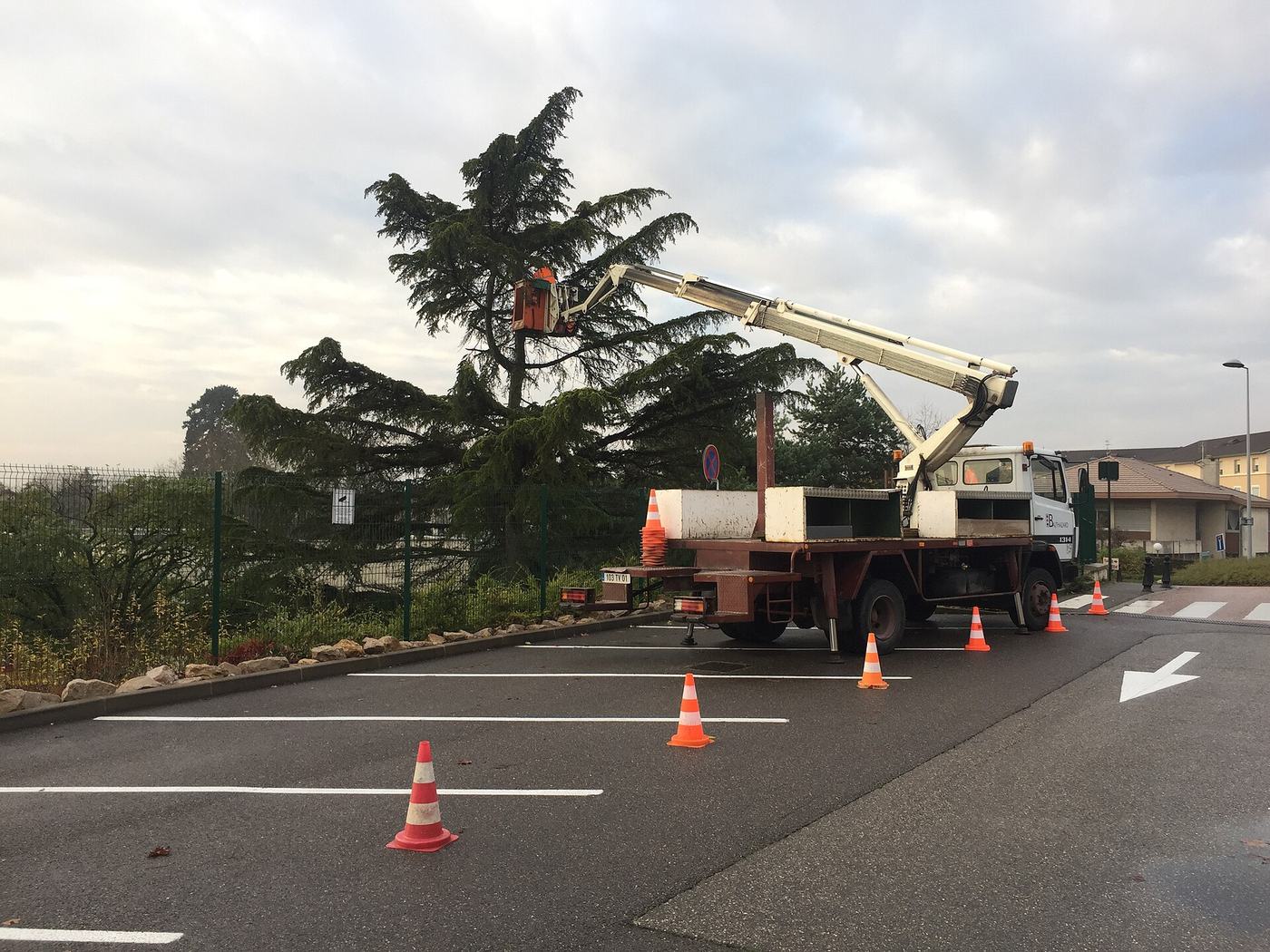 Élagage d'un conifère depuis une nacelle, chantier balisé